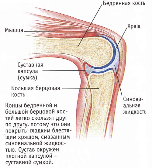 Строение колена у человека. Коленный сустав анатомия строение. Строение человеческого колена. Как устроено колено у человека. Как устроен коленный сустав человека.