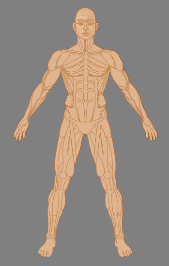 анатомия голого человека
